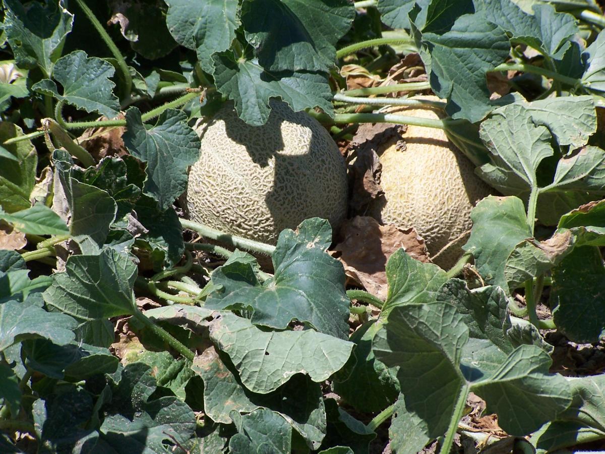 Cantaloupe Smith Farms HOME GROWN ROCKY FORD MELONS, ROCKY FORD